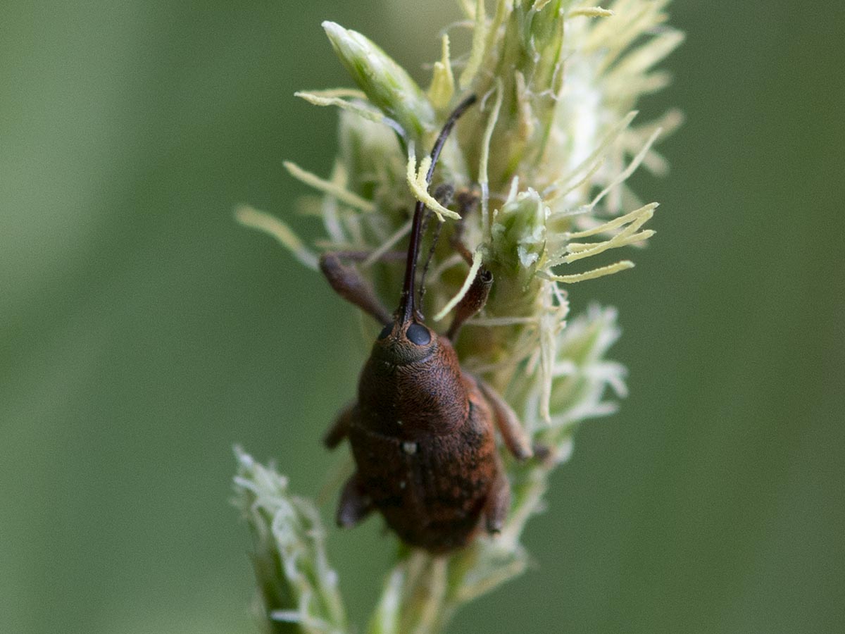 Curculio glandium